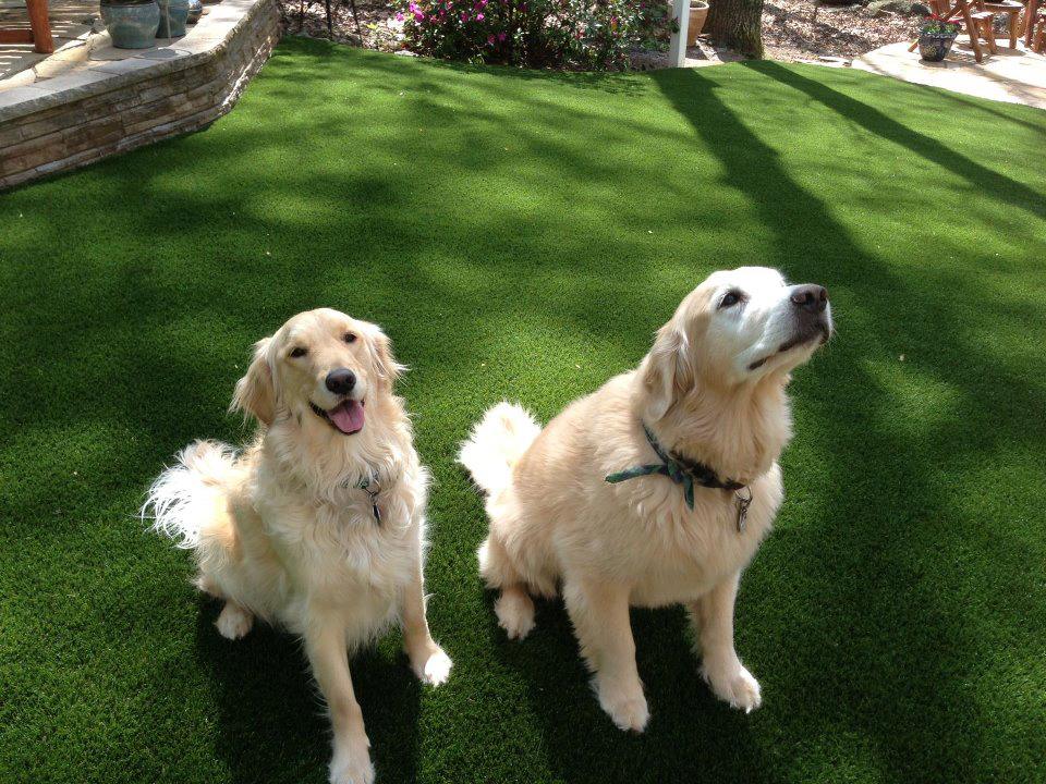 Pet Friendly Artificial Turf Installation